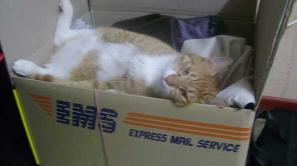 Aslan, Bringing Pets to Philippines