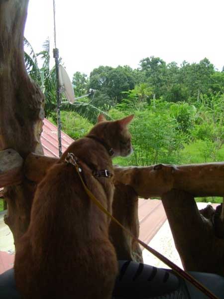 Aslan, Bringing Cats to Philippines