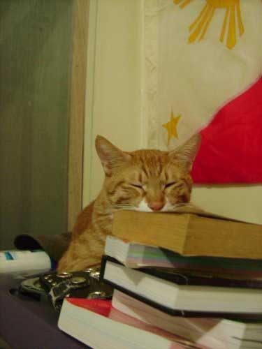 Aslan, Bringing Pets out of Philippines