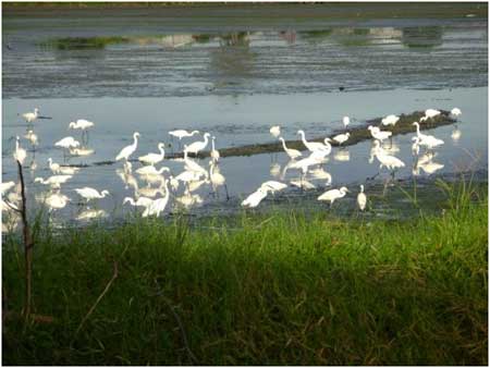 Philippines Bataan Bird-watching in Balanga