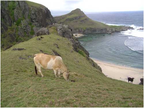 Philippines batanes Cows of Batanes