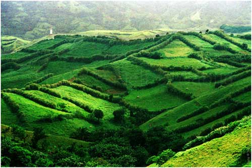 Philippines batanes Mahatao Hedgerows
