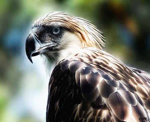 Philippines Bukidnon The Mighty Philippine Eagle
