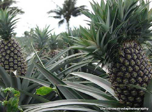 Philippines Pineapples of Bukidnon