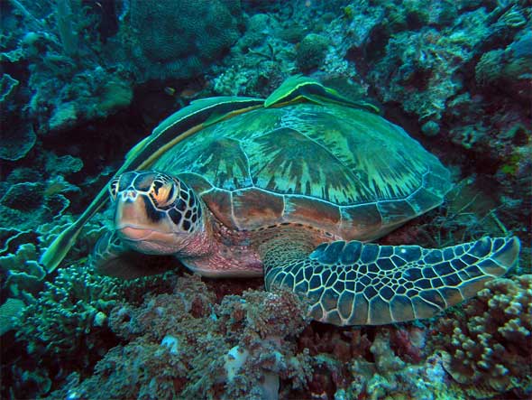 Philippines Cebu Diving