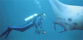 Diving in Philippines