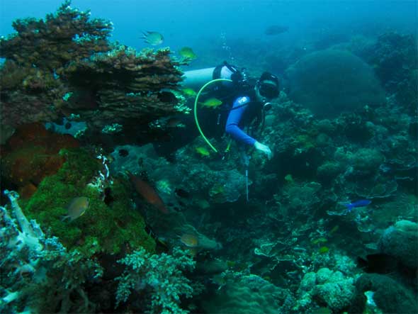 Philippines Dumaguete Apo Island Diving