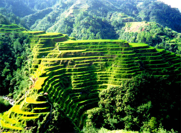 Philippines Ifugao Banaue Rice Terraces