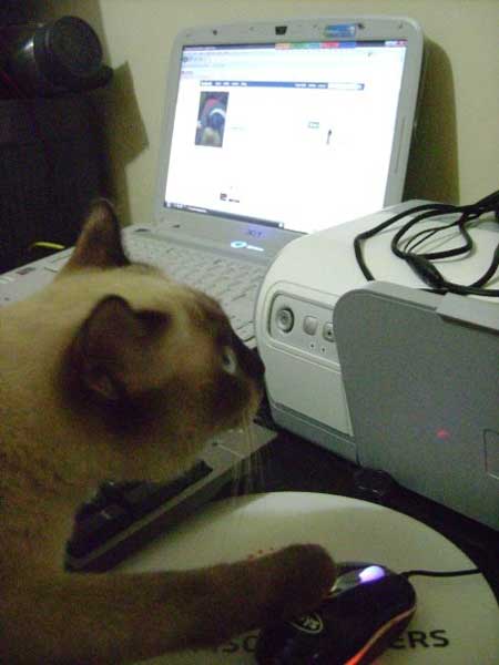 Rajah, Exporting Pets From the Philippines to Australia