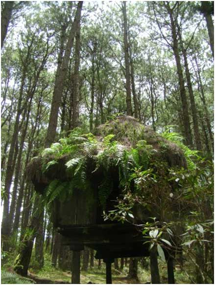 Philippines Sagada Rice Terraces