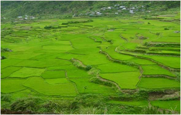 Philippines Sagada Rice Terraces