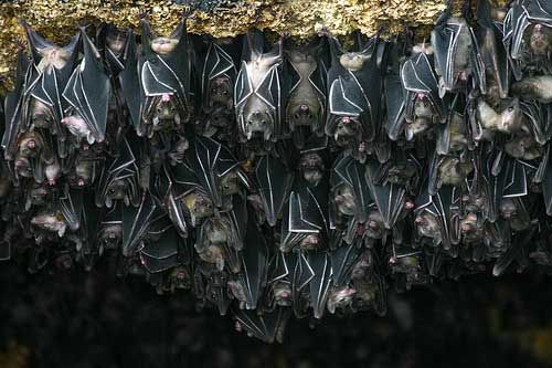 Philippines Samal Island Bats Cave